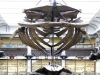 natural-history-museum-dublin-city-2